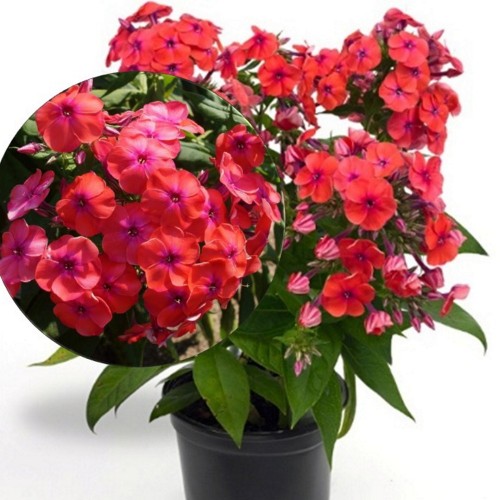 Phlox paniculata 'Coral Flame' - Aed-leeklill 'Coral Flame' P9/0,55L 